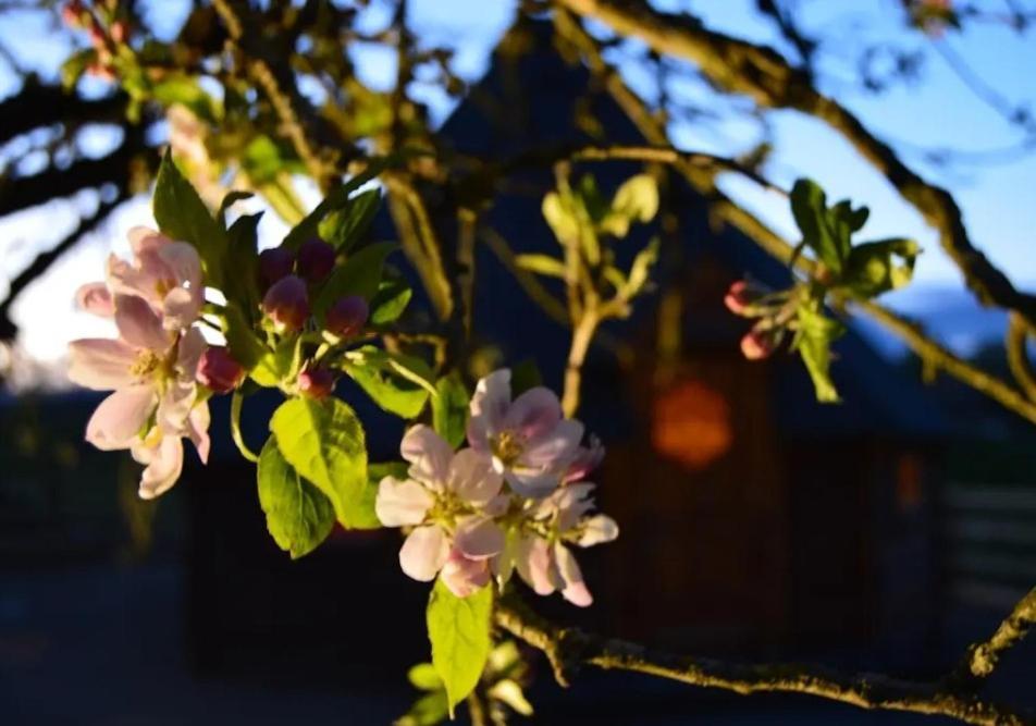 Apple Blossom Glamping คิลเคนนี ภายนอก รูปภาพ